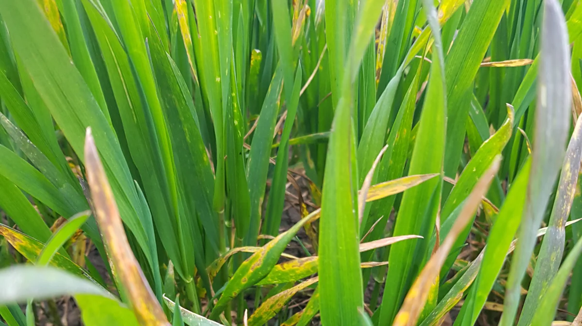 De mange regnvejrsdage har fået septoria til at udvikle sig kraftigt i de fleste hvedemarker netop nu.