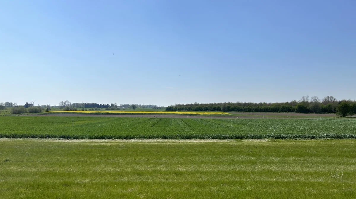 Forsøgsmarken ved Nr. Søby forventes at være fyldt med landbrugsinteresserede, når Velas og Danish Agro den 6. juni holder MarkTræf. Fotos: Henriette Lemvig 