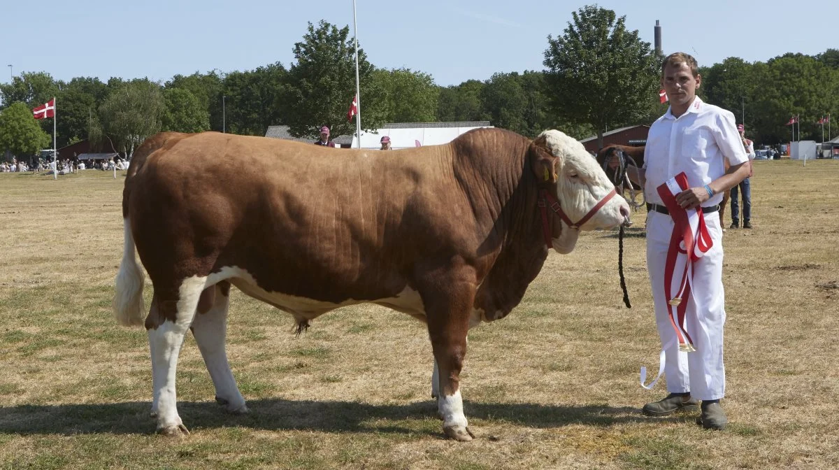 Bergs Simmentaler - fra Det Fynske Dyrskue. 