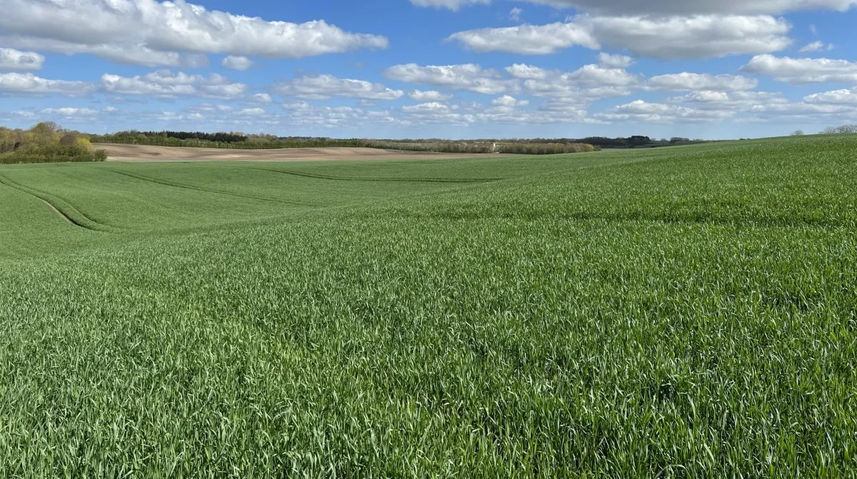 - I år dyrker vi kun septoria-modtagelige sorter på under 20 procent af hvedearealet, påpeger Ghita Cordsen Nielsen. Foto: Kasper Stougaard