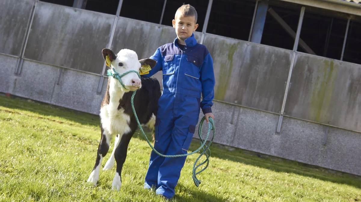 Det er i høj grad racens temperament, som har gjort, at Rasmus Nielsen har valgt Hereford. Kalvenes rolige og nysgerrige sind gør, at selv hans syv-årige søn Jeppe let kan håndterer kalvene. Fotos: Tenna Bang