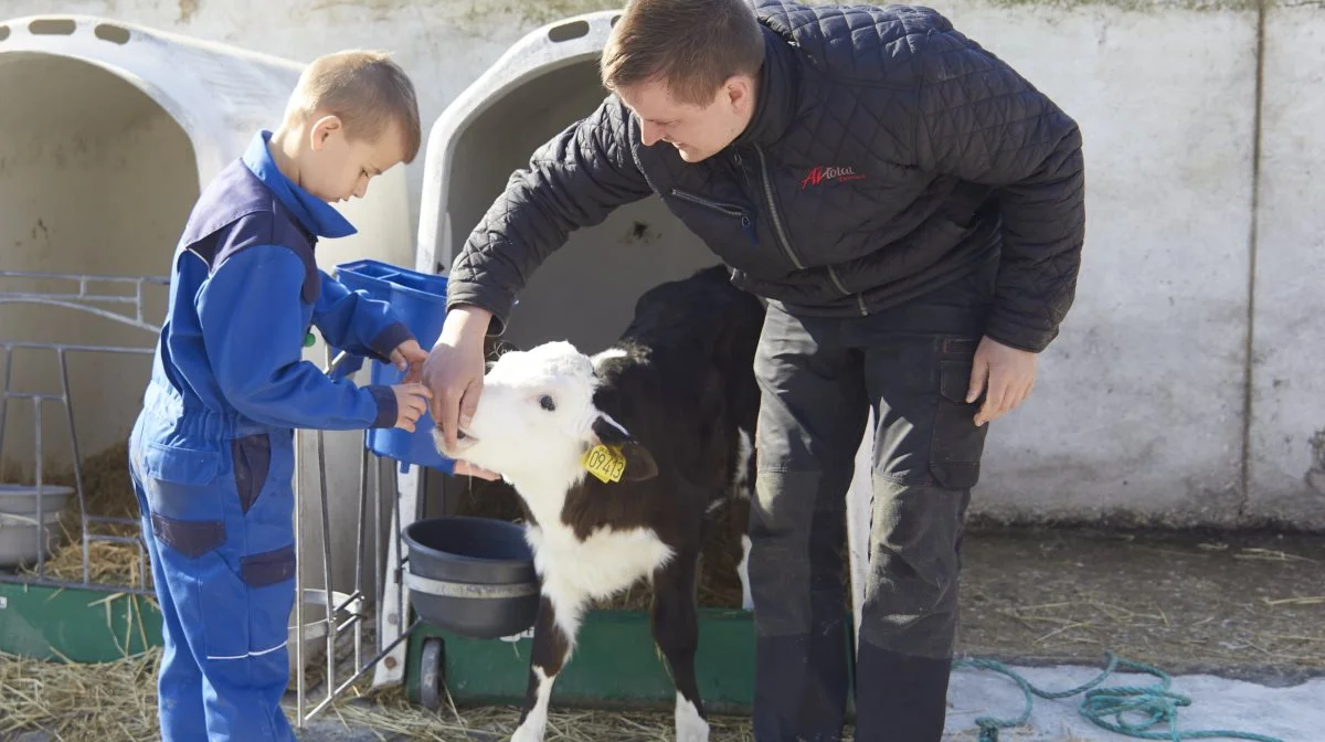 Som en hund følger kalven efter, bare den har et par gode fingre at sutte på. 