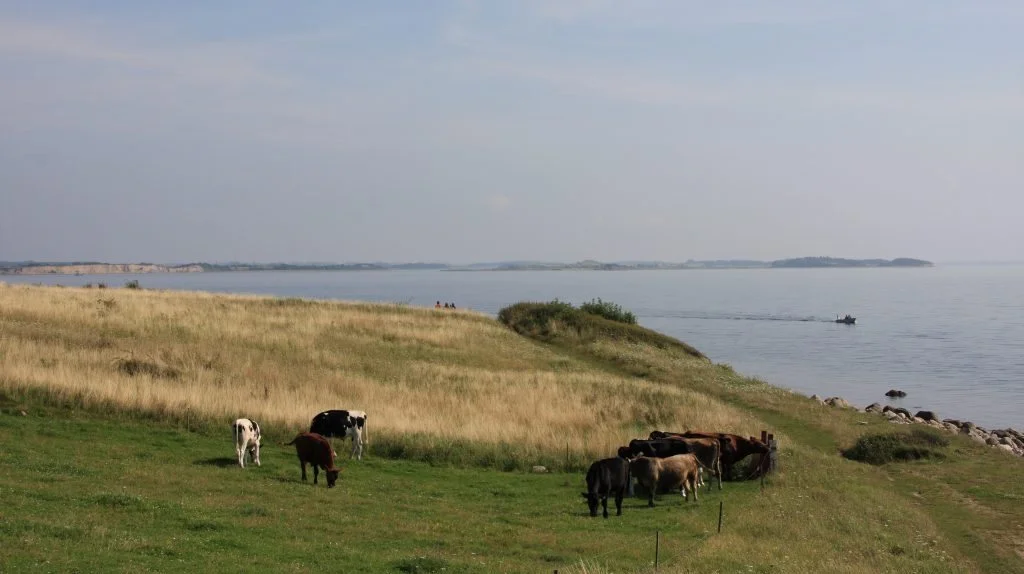 Der kommer 60 hektar ny skov på Hindsholm. Arkivfoto