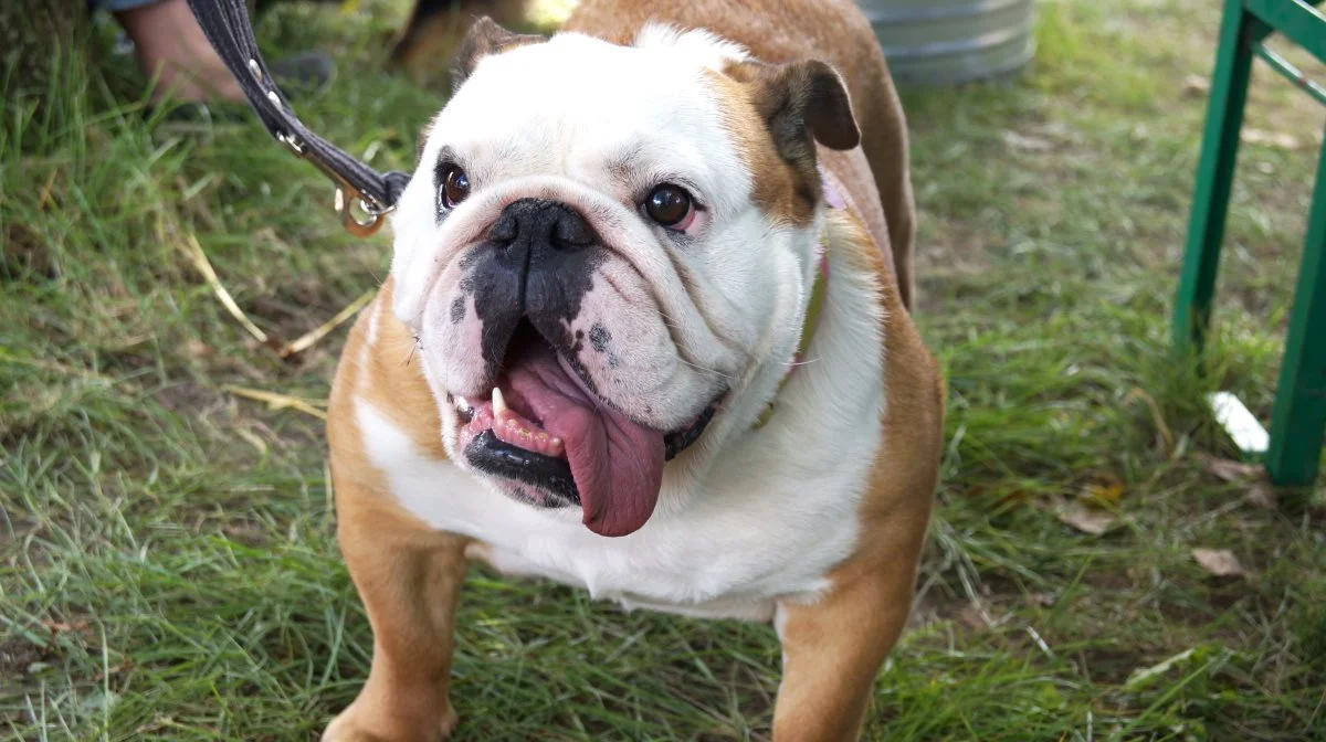 Menneskets bedste ven hunden genererer venskaber, viser undersøgelse. Arkivfoto