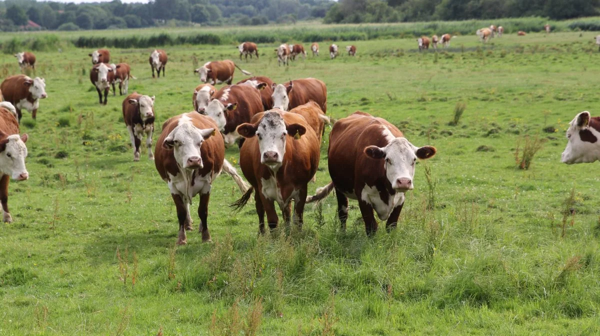 Om klimagevinsten ved at spise mindre animalsk og mere bæredygtigt skriver FAO i rapporten »Pathways towards lower emissions«, at det overordnet set vil reducere fødevaresektorens udledninger med 2-5 procent. Det møder kritik fra forskere. Arkivfoto