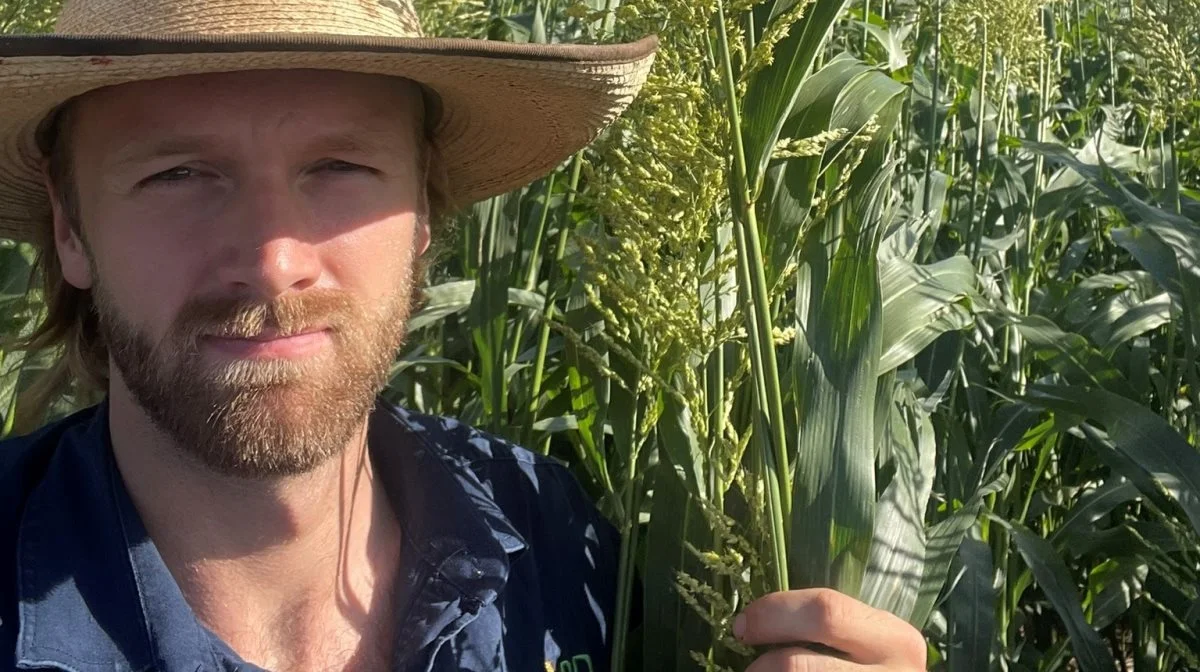 Jonas Stiller viser her den sorghum, som hans folk netop har sluttet med at skårlægge.