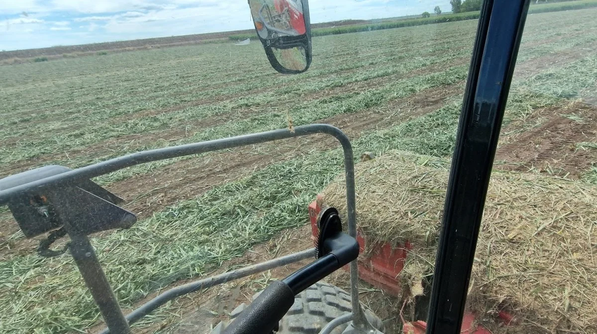 Efter et par dages vejring i de hårde sol er den skårlagte sorghum klar til at blive wrappet.