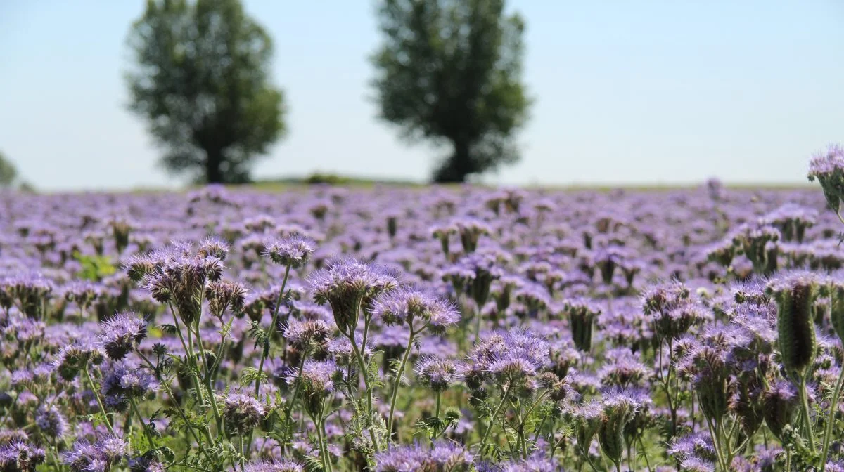 Blomster som disse kan være med til at hive anseelige støttesummer hjem. Arkivfoto: Anne Wolfenberg. 