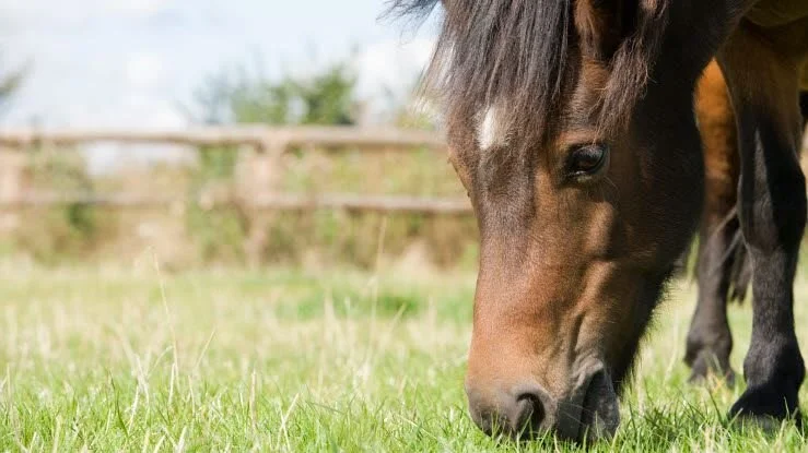 Antallet af heste, der rammes af forfangenhed, mere end fordobles i perioden fra maj til juli, hvilket netop er den periode, hvor mange heste lukkes ud på sommergræs. Foto: Agria