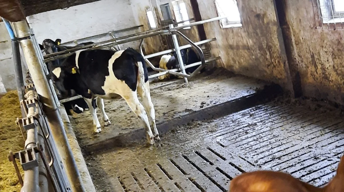 Efter den 1. juli i år vil det ikke længere være lovligt at holde kvier på fuldspaltegulv. Foto: Velas