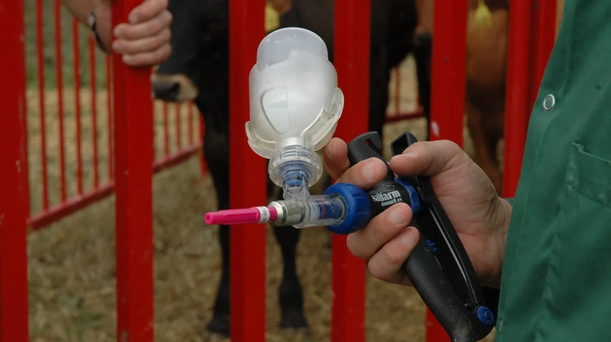 Der er først nu ved at blive udviklet en vaccine mod bluetongue type 3, som er den variant, der florerer i Midt- og Nordeuropa. Vaccinen på billedet er mod en tidligere type af bluetongue. Arkivfoto: Morten Ipsen