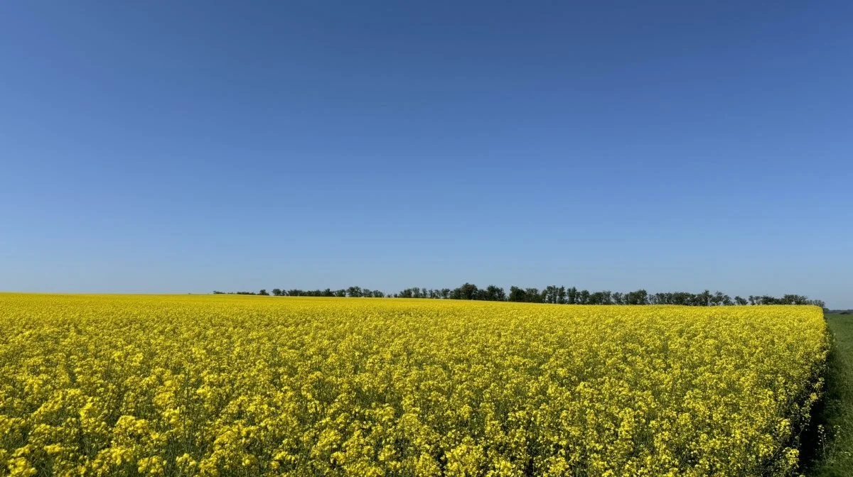 En god og opret vækst i rapsen gær ikke bare høsten lettere, det giver også mere udbytte, da en stående plante får mere sol, lyder det fra Jacob Winther Nymand. Fotos: Kasper Stougård 