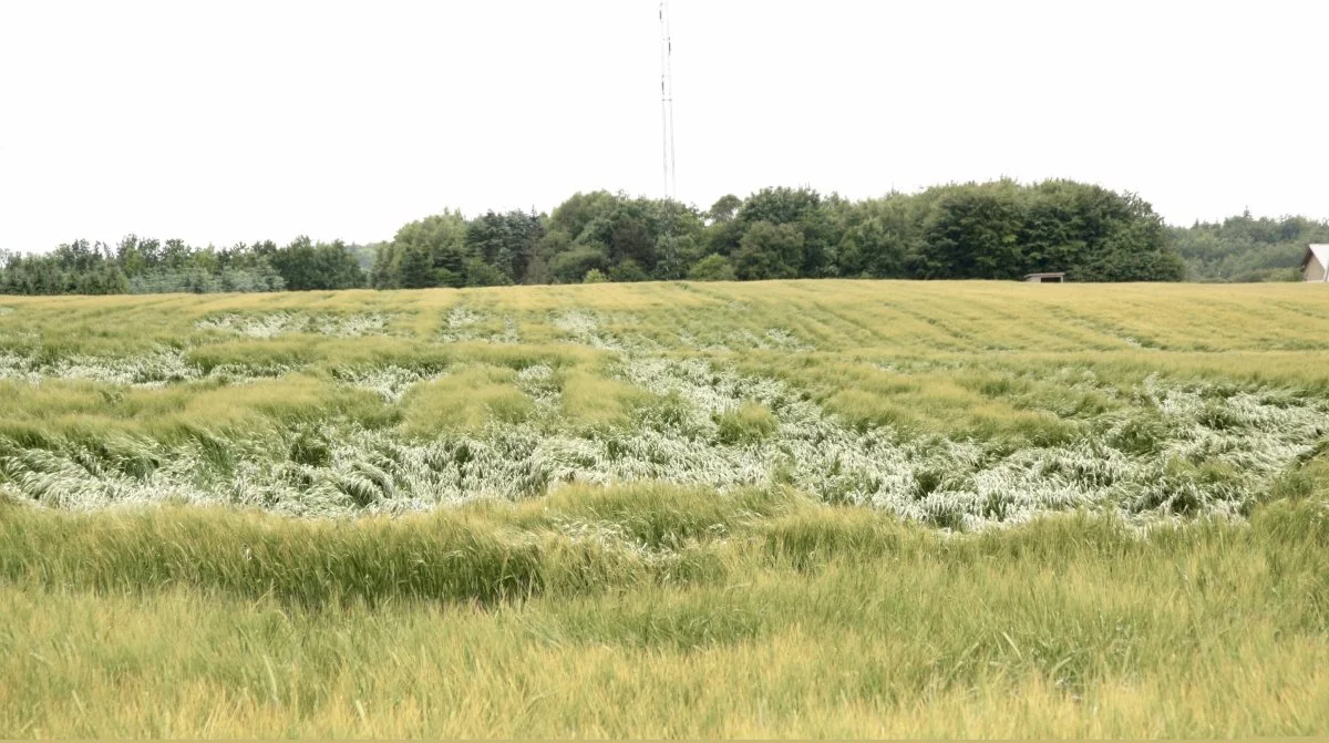 Skal der anvendes vækstregulering i vårbyg med kraftig vækst, skal det ske tidligt. Arkivfoto: Tenna Bang