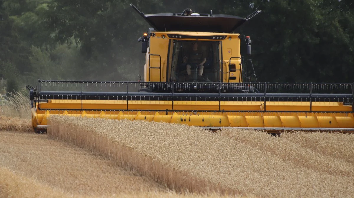 Den nye vinterhvedesort SY Revolution har vist stærk modstandsdygtighed overfor septoria, meldug og gulrust, og derfor forventer Mogens Steenholt Mogensen også, at sorten bliver attraktiv som en partner i de sortsblandinger, der har vundet stor popularitet i Danmark. Arkivfoto: Jørgen P. Jensen. 