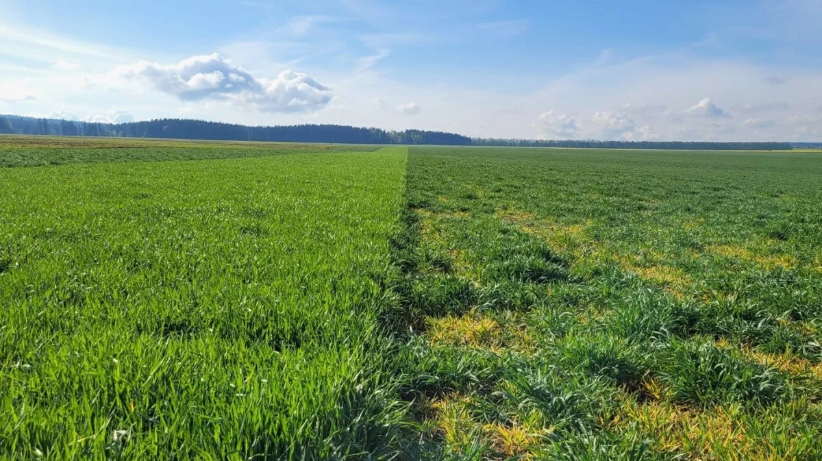 Den havrerødsot-resistente vinterbygsort SY Zoomba ses her ved siden af en modtagelig sort ved forsøg i Tjekkiet. Angrebet af havrerødsot i den modtagelige sort er tydeligt. Foto: Syngenta