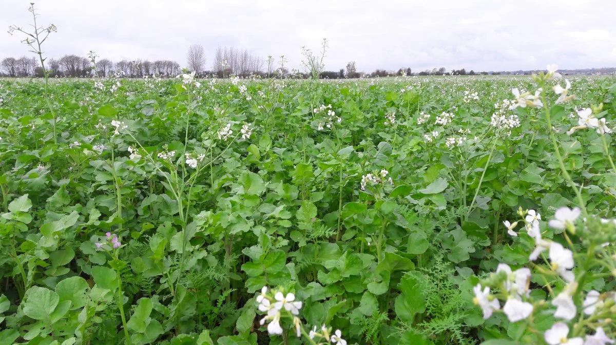 Sortens senere blomstring betyder også længere tid til rodudvikling og dermed øget optagelse af kvælstof fra dybden.