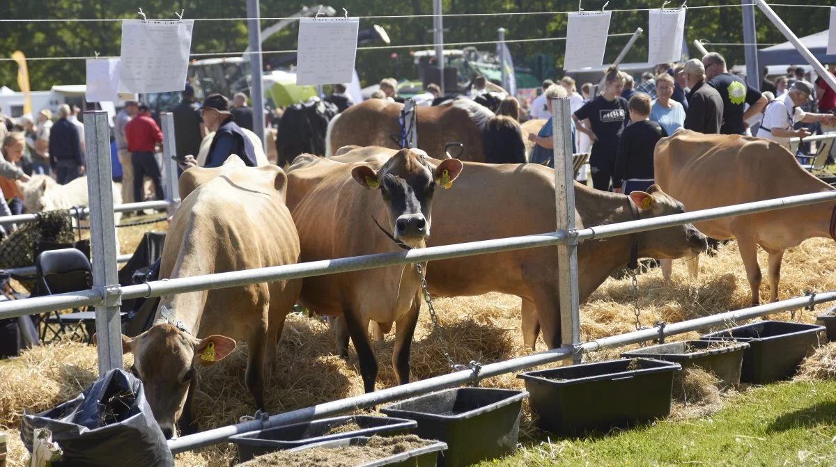 1. juni er der Hobro Dyrskue. Arkivfotos: Tenna Bang