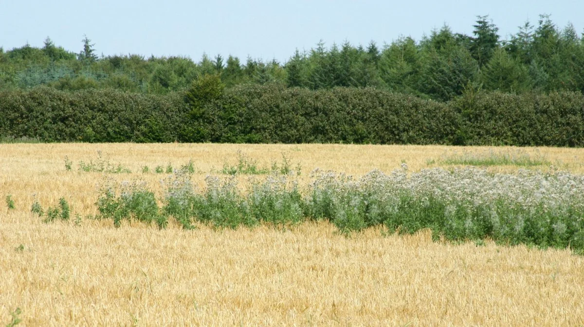 Placeringen af sådanne tidselpletter i marken er godt at huske til efterårets ukrudtssprøjtning. Det kan markeres i det nye Hotspot-modul. Arkivfoto