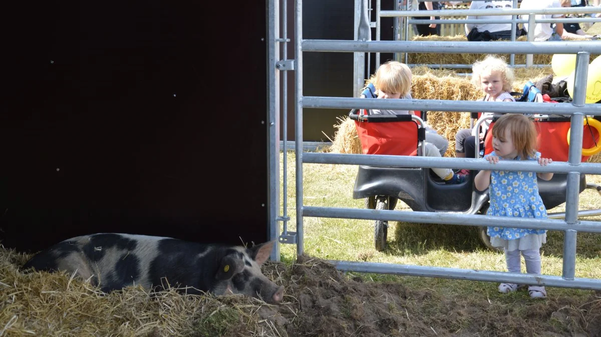Minibondegården er det perfekte sted at kigge forbi, hvis du vil se nærmere på landbrugets dyr. Arkivfotos: Camilla Bønløkke