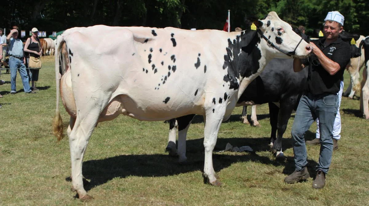 Bedste yngre Holstein og bedste yver: 39447-03699 Yolo-datter fra John Korsgaard Klit, Fjerritslev