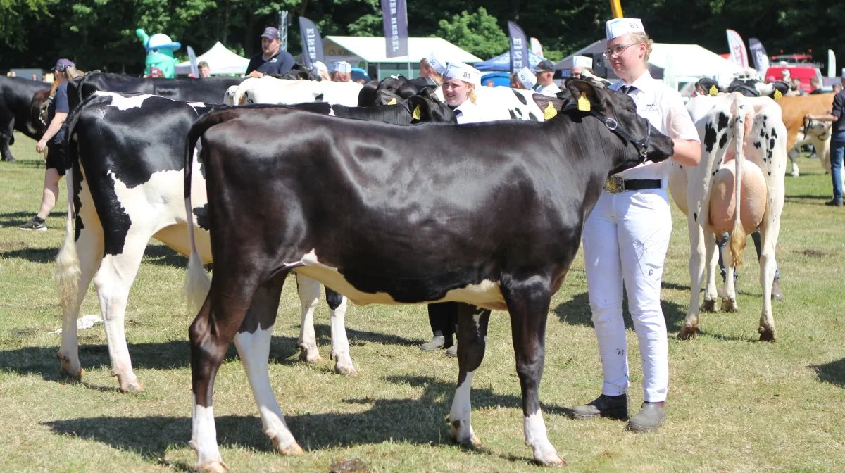 Bedste Holstein-kvie: 30514-05960 NH Epil-datter fra Marie Kragkær, Svenstrup