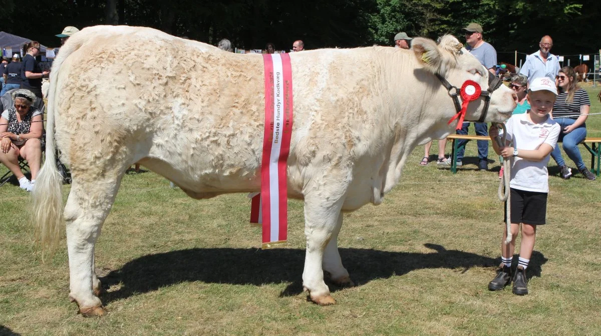 Bedste hundyr og bedste dyr af egen avl: Charolais, Tesla Neergaard fra Neergaard Charolais, Fjerritslev