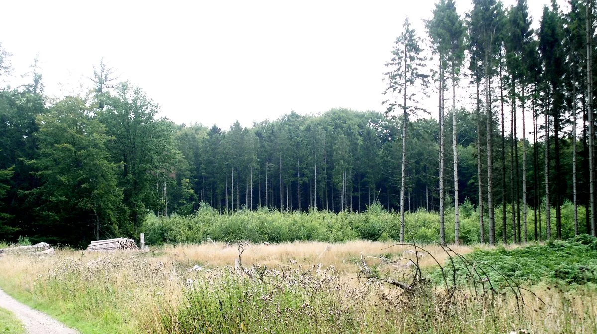 Hvis man tror, at skov optager mere CO2 end en kornmark, kan man godt tro om igen, påpeger læserbrevsskribenten. Arkivfoto 