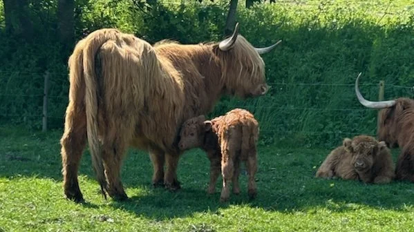 Kviekalven Vera blev født på dagen, hvilket gav de mange gæster en oplevelse lidt ud over det sædvanlige. Fotos: Kildegaarden Highland Cattle