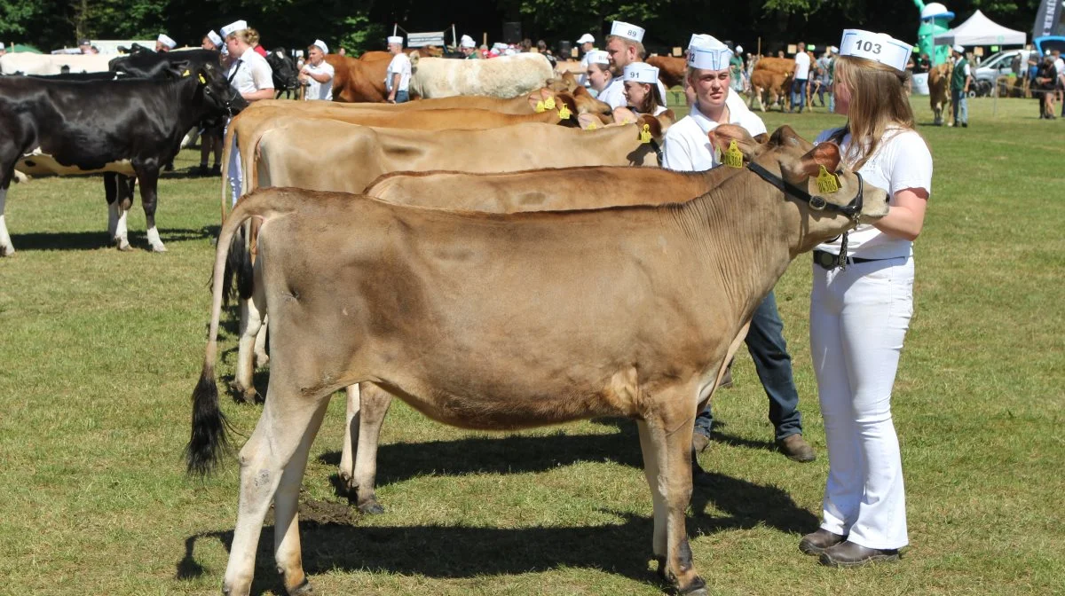 Bedste Jerseykvie:  31346-04306 VJ Grizly-datter fra Marcel Nienhuis, Nibe