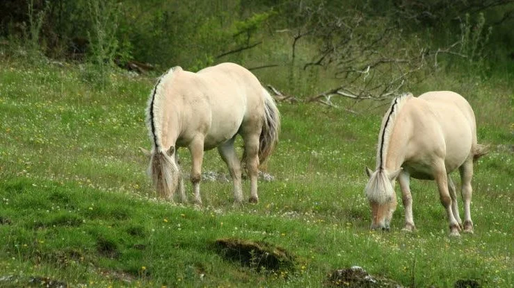 Agria Dyreforsikring har samlet ni gode råd til hesteejere, der vil sikre sig, at hesten får en god sommer. PR-foto: Aria