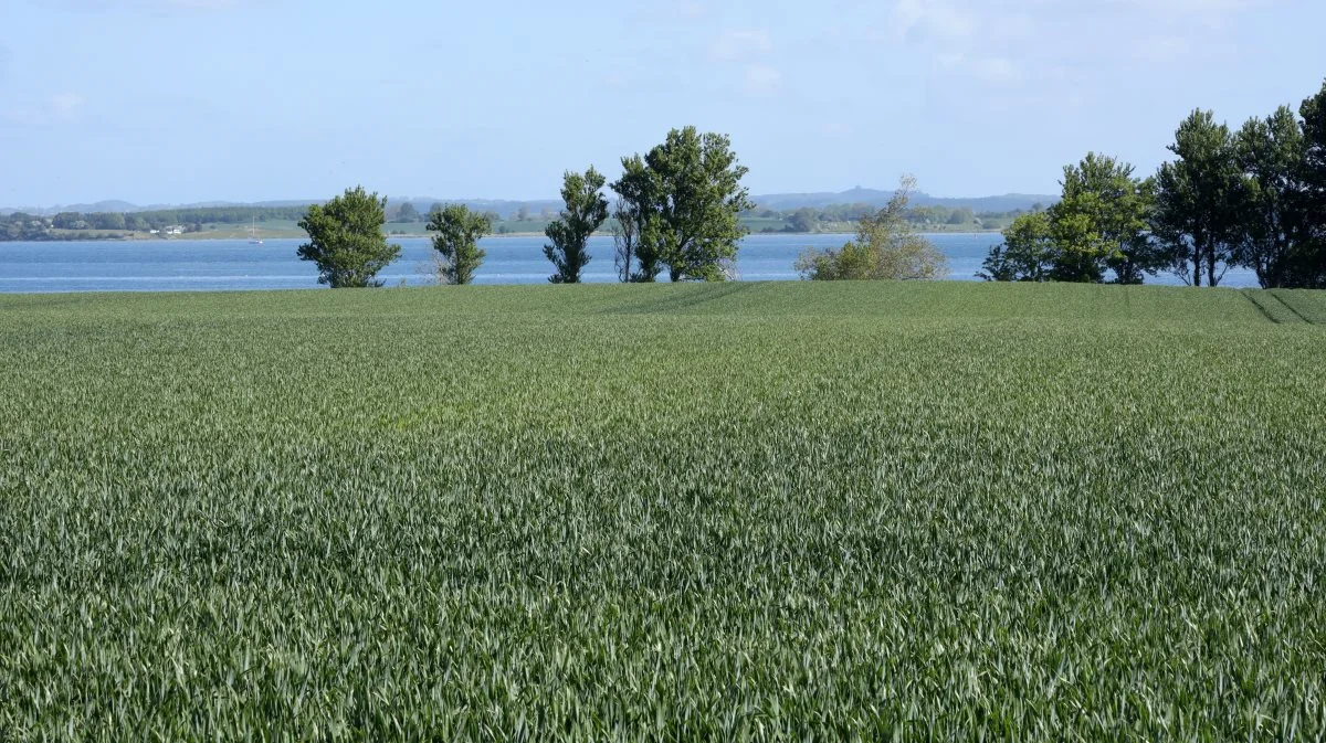 I denne uge medio maj står hveden kraftigt og i gang med skridning, så det er svært at huske, hvor vandlidende marken så ud i april.