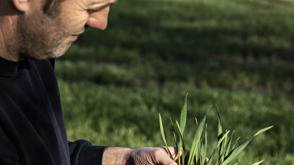 - Det er sorterne Heerup, RGT Stokes og Kvium, som indgår i DLG Wheat Mix Star, som tilsammen er mere robuste på alle parametre end enkeltsorterne, siger Axel Schwaner Nielsen.