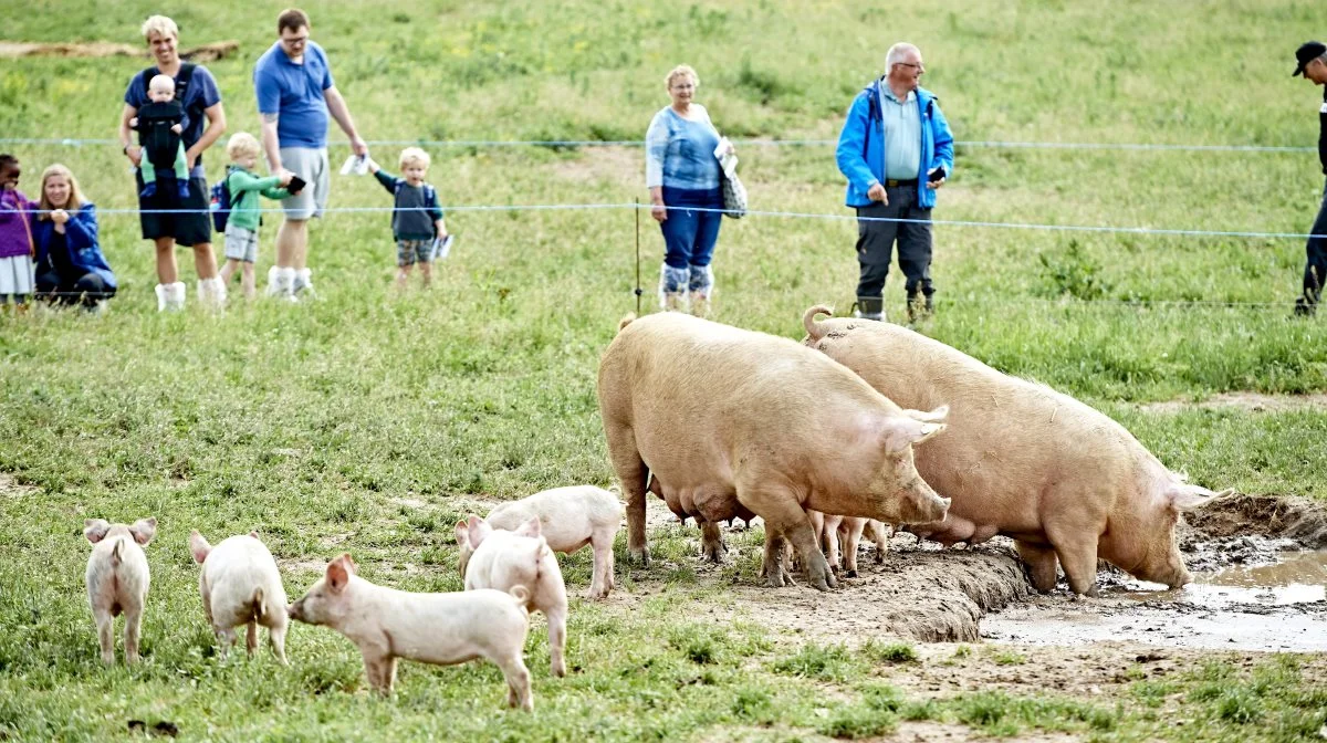 På den årlige Sofari-dag vises øko-grisene frem for besøgende. Arkivfoto