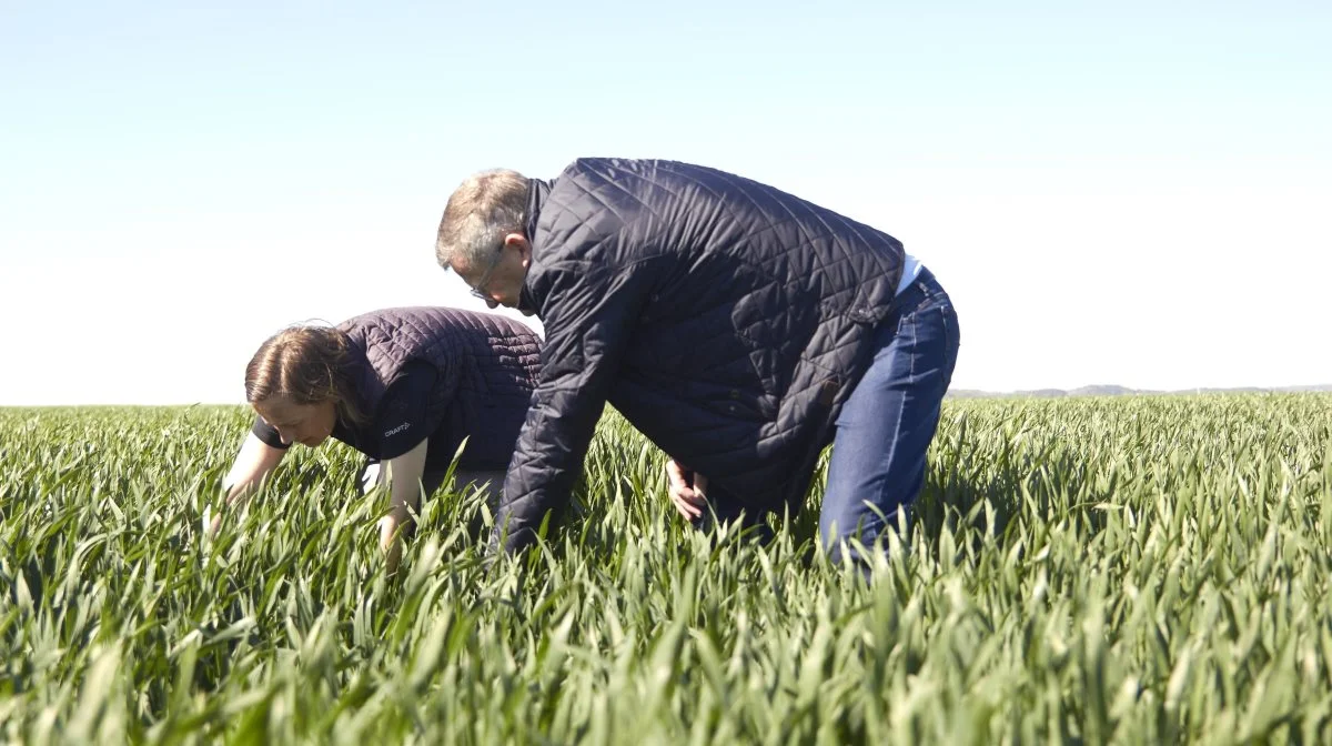 - Vi har med misundelse set det her rigtig gode arrangement, så derfor er vi glade for, at vi fik mulighed for også at være med, siger Henning Jakobsen, som er seniorchef på Fyn og med i DLG's Agroteam - her sammen med Betina Tykgaard Arvidsom, seniorkonsulent i Nordjylland og med i Agroteam, i forsøgsarealerne midt i maj.