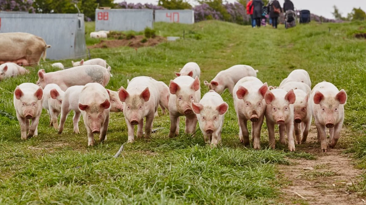 På den nordvestsjællandske produceres der 3.000 slagtegrise om året. Foto: Stampe Foto
