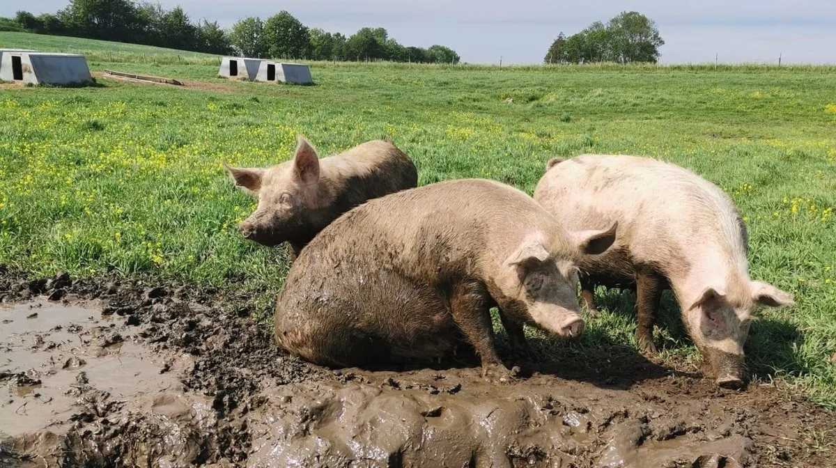 På Gelstrupgaard Øko nyder grisene det frie udeliv med blandt andet mudderbad. Foto: Gelstrupgaard Økos facebookside