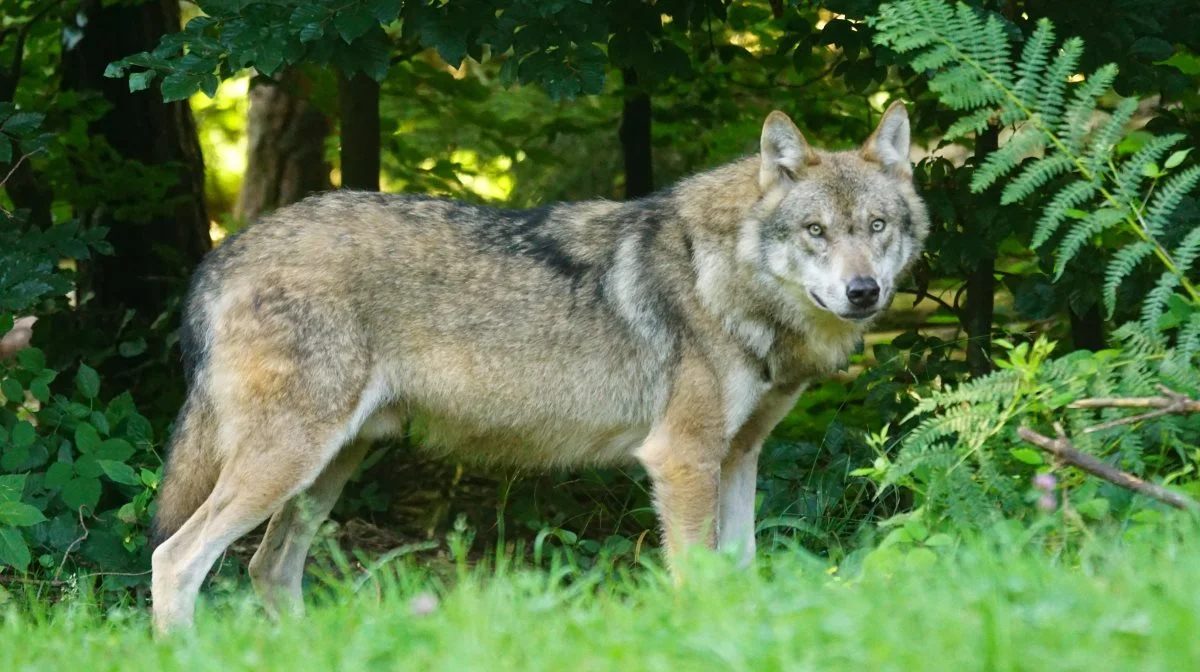 Naturplejer Ulf Nielsen oplever, at det er en meget stor belastning, både psykisk og fysisk, når ulve driver ens heste ud af indhegningerne. Han føler ikke, at myndighederne tager det alvorligt, og så synes han ikke, der er lighed for loven, når der godt kan gives tilladelse til at skyde ulve i Dyrehaven i Nordsjælland. Arkivfoto 