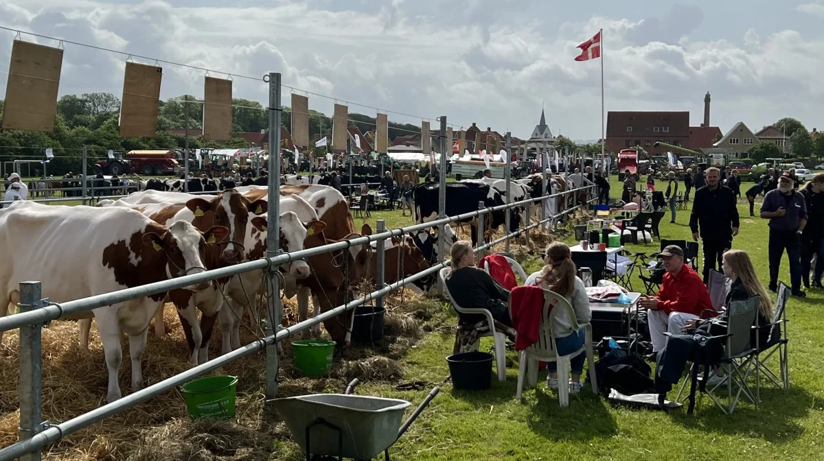 Efter et år, hvor salmonellafrygten lagde en dæmper på dyrkuelysten blandt kvægudstillerne, glæder formanden sig over, at der igen er udsigt til masser af køer i ringen i Thisted. Arkivfoto: Fjordland