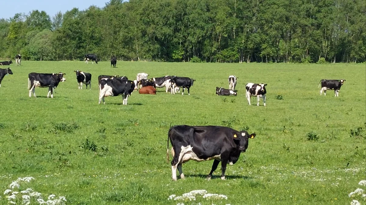 Forskere fra Institut for Husdyr- og Veterinærvidenskab, Aarhus Universitet, vil i et nyt projekt, MetGraz, undersøge, hvorfor græssende køer udleder mindre metan end køer på stald, hvor der fodres med ensilage. Arkivfoto: Line Brusgaard