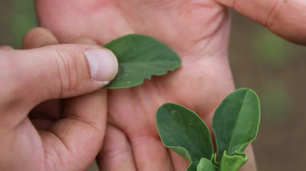 Der skal holdes ekstra øje med bladrandbillen. De små hakker i kanten af hestebønnens blade er en indikation af, at den er til stede. - Det kræver dog  flere end en pr. plante i fremspiringsfasen, før der skal handles, påpeger planteavlskonsulent.