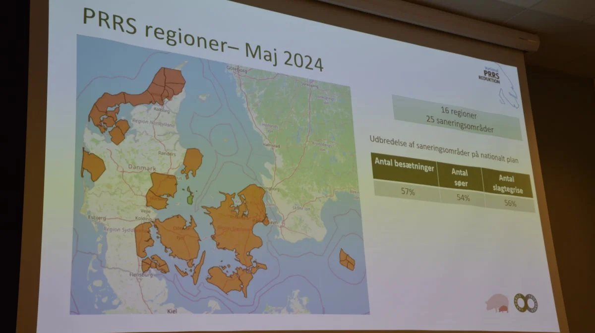 Saneringer for PRRS er i fuld gang over hele landet.