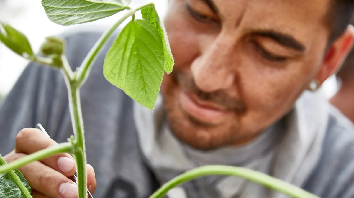 Forædling af sojabønnen er helt central. Her er det en medarbejder fra firmaet Don Mario, som er ved at bestøve en plante.