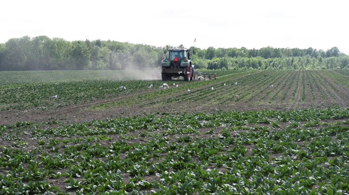 Ifølge professor Per Kudsk ved Institut for Agroøkologi, Aarhus Universitet, er der forsket i alternative løsninger, herunder mekanisk ukrudtsbekæmpelse og ændrede dyrkningsmetoder, men disse løsninger er endnu ikke effektive eller økonomisk rentable nok til at erstatte Asulox. Arkivfoto: Erik Hansen