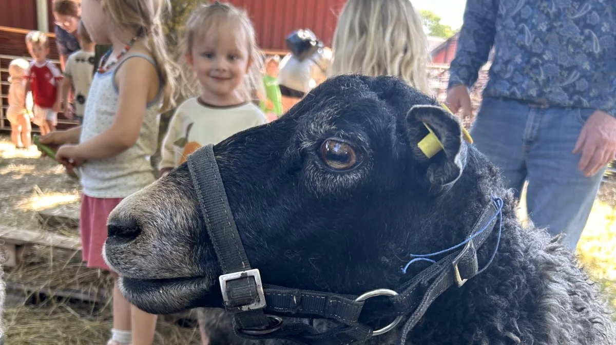 Heste og kvæg fylder bogstaveligt talt meget på Roskilde Dyrskue, hvor man dog også kunne opleve får og mange andre dyr.