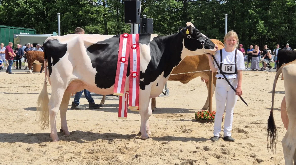 Miss Hobro 2024. En Jacoby-datter fra Niels Henrik Nørgaard, Fårup, som tog hjem med flere modeldyr både indenfor holstein og jersey. Foto: Tenna Bang