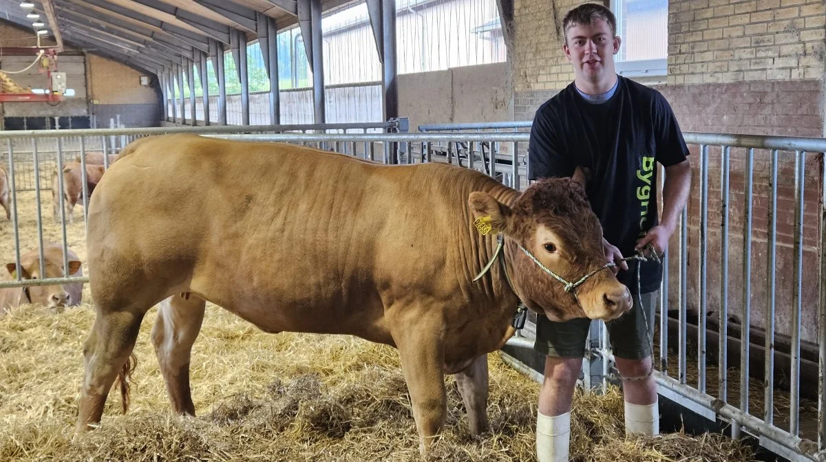 Bygholm Landbrugsskole har også en Limousine-kvie med på skuet, som hér vises af Daniel Just Jørgensen. Foto: John Ankersen