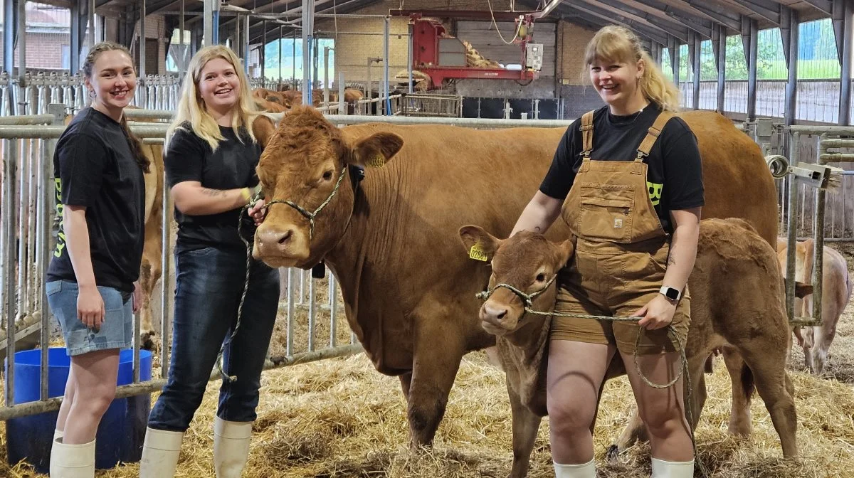 Bygholm Landbrugsskole stiller blandt andet med en Limousine-ko med kalv på skuet, som Clara Tronborg Jensen, Stine Gier Ventzelsen og Sidsel Rafn van Gilst, hér viser i skolens stald. Foto: John Ankersen