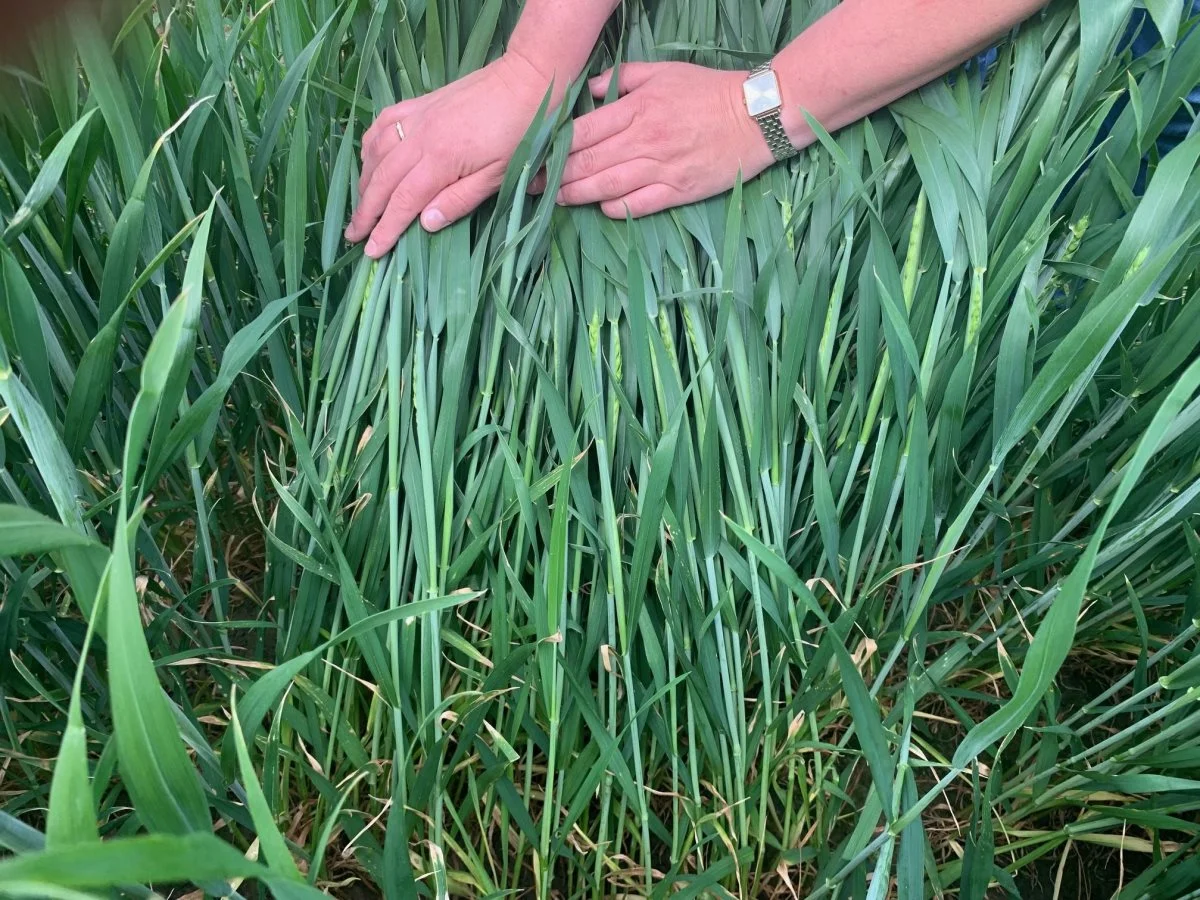 Pacman har lav modtagelighed for udbytte- og kvalitetskrævende sygdomme som septoria, gulrust, hvedebladplet og aksfusarium, lyder det fra Vibeke Fabricius. 