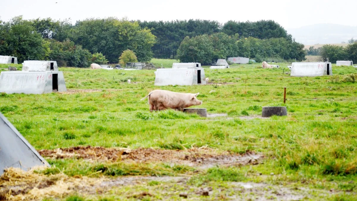 Landbrugsstyrelsen meddeler, at implementeringen af beregningsgrundlaget for produktion af næringsstofindhold i husdyrgødning for den økologiske svineproduktion udskydes til den næstkommende planperiode. Arkivfoto: Camilla Bønløkke