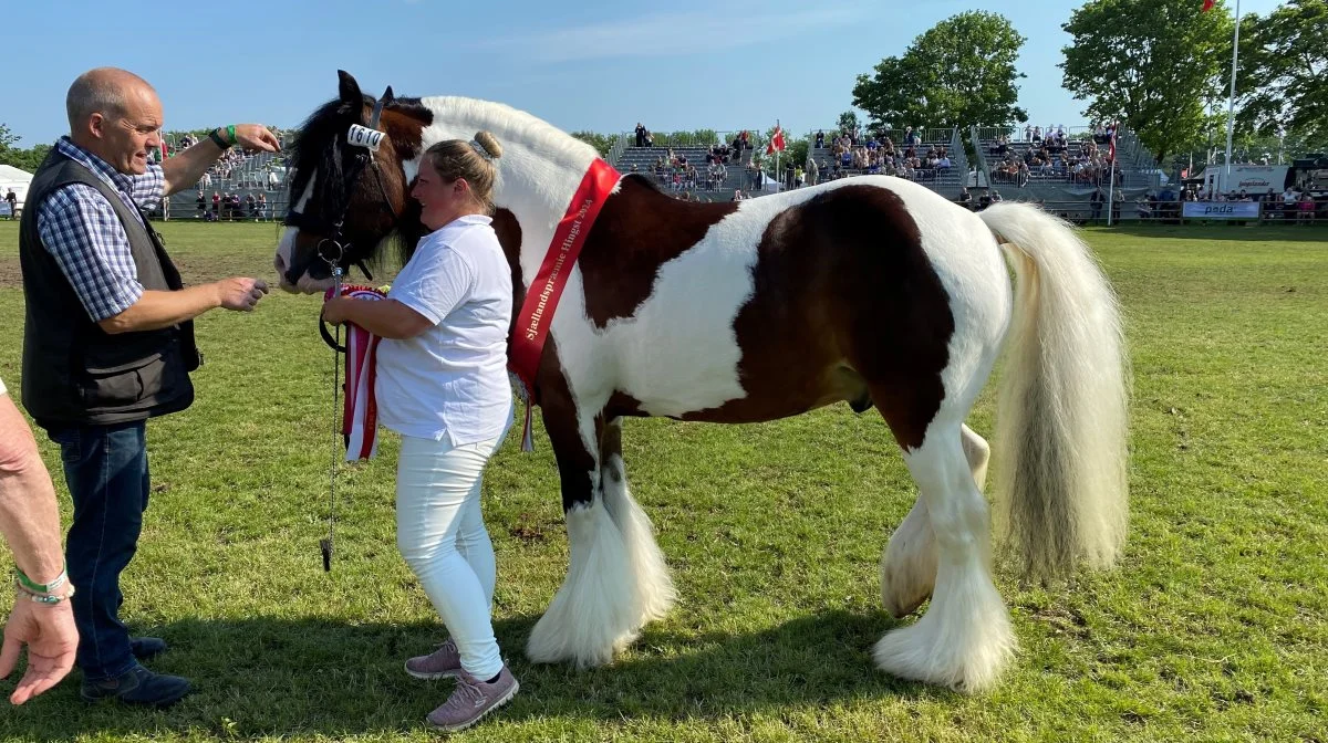 Den flotte tinkerhingst, Satins Con Trast, fra Anika Dunager ved Næstved opnåede i år den prestigefyldte titel som Sjællandspræmiehingst. Foto: Rie Ebbe Andersen 